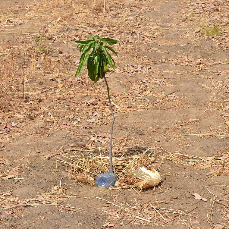 Een pas geplant boompje in de droge grond